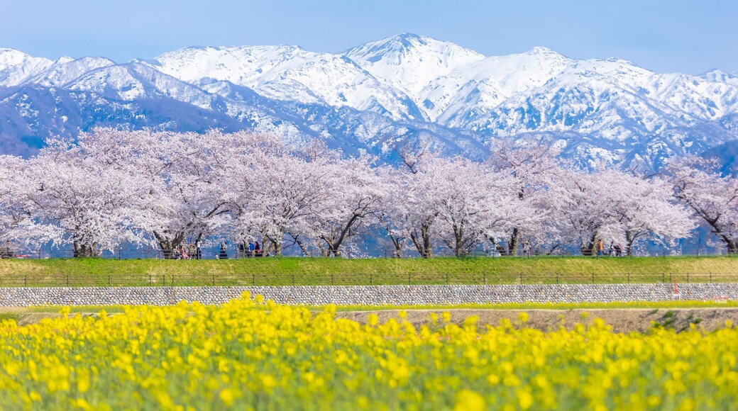 Funakawa Beri in Asahi Town, Toyama Prefecture, which is popular for seeing the "spring quartet" of cherry blossoms, tulips, rape blossoms, and snowy mountains.