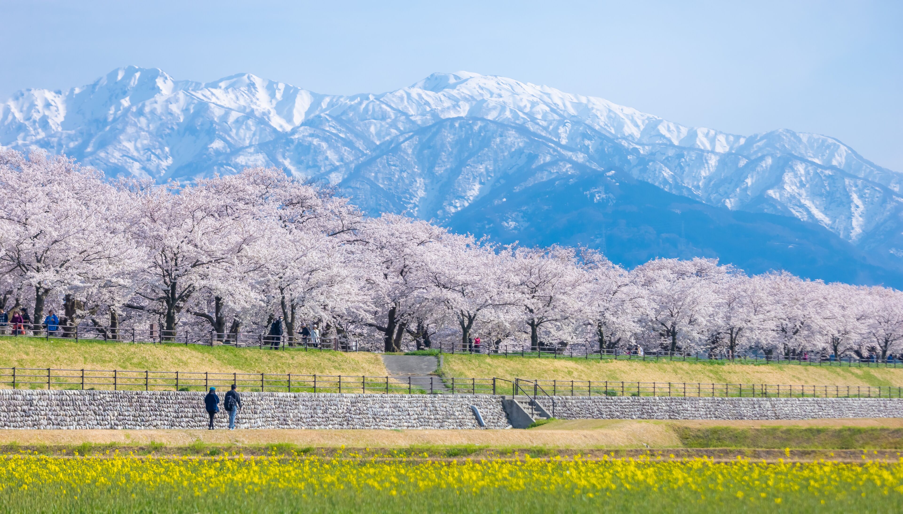 Funakawa Beri in Asahi Town, Toyama Prefecture, which is popular for seeing the "spring quartet" of cherry blossoms, tulips, rape blossoms, and snowy mountains.