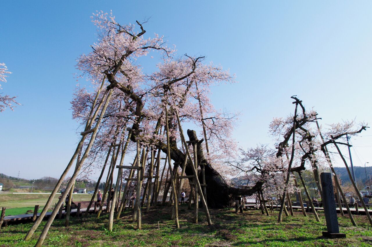 伊佐沢の久保桜. Kubo-zakura Cherry Blossom of Isazawa