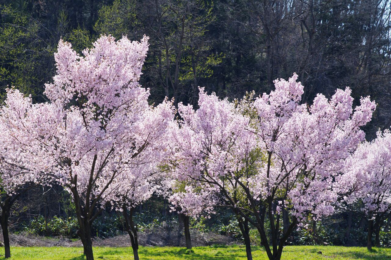 長井の桜 Cherry Blossom in Nagai