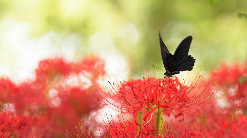 彼岸花に止まるクロアゲハ。埼玉県日高市の巾着田にて。