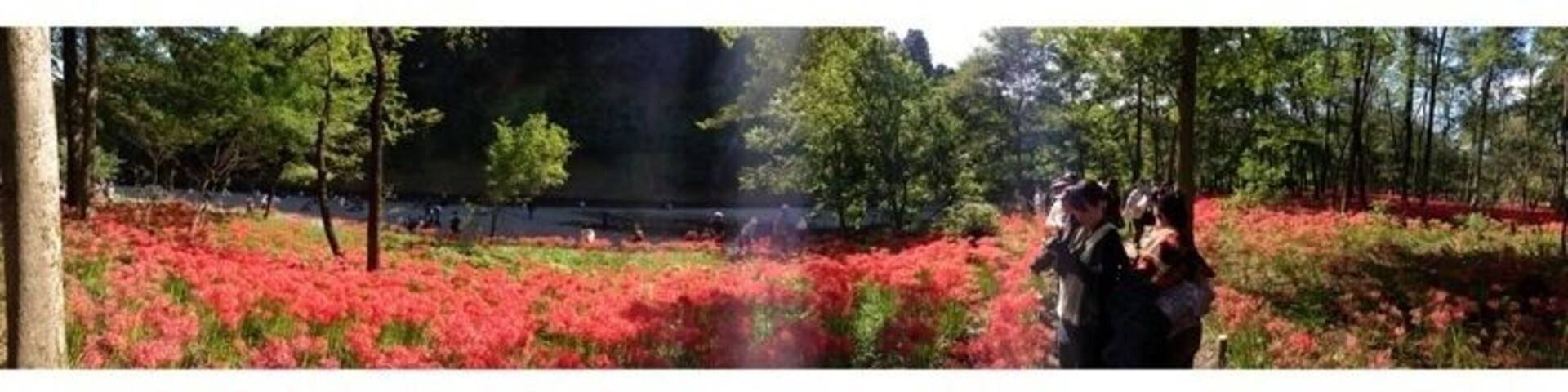 A forest with red flowers and tall trees.