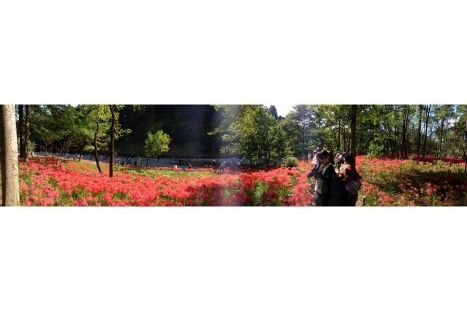 En skog med röda blommor och höga träd.