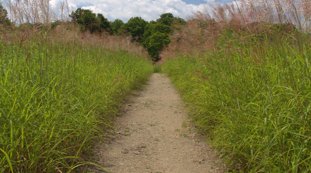 Oashi, Showa, Onuma District, Fukushima Prefecture 968-0214, Japan