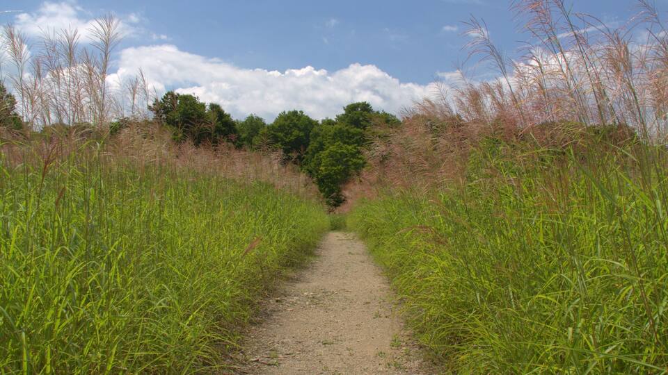 A dirt path flanked by tall grass and trees under a partly cloudy sky.