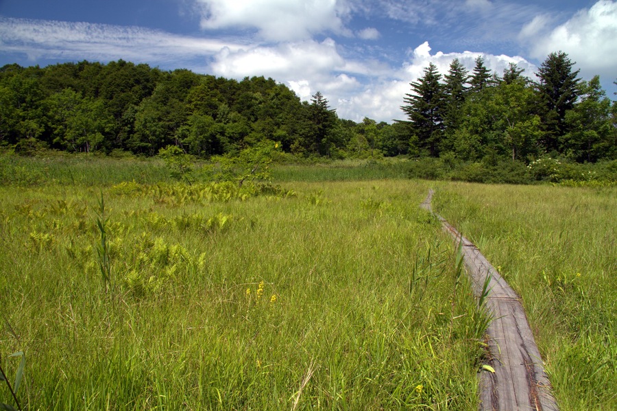 A grassy field with a wooden path leading through it, surrounded by dense forest.