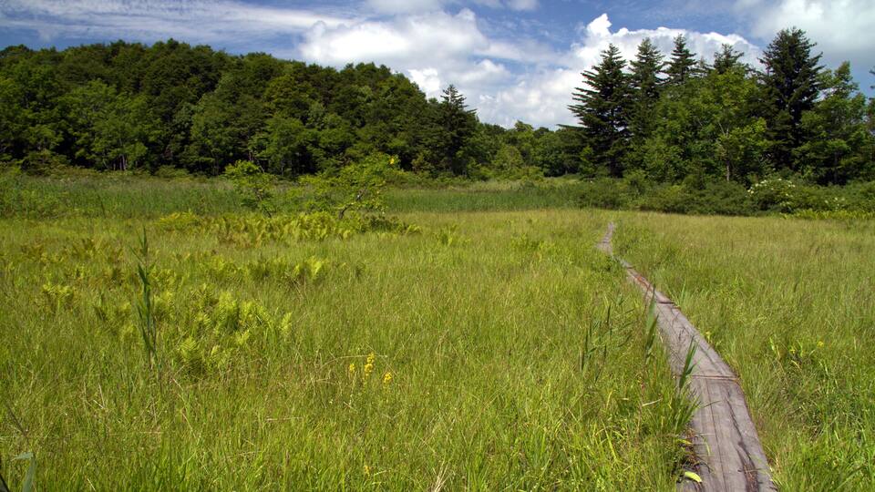 A grassy field with a wooden path leading through it, surrounded by dense forest.