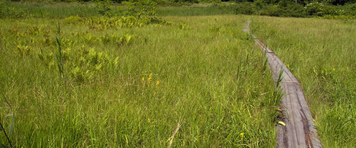A grassy field with a wooden path leading through it, surrounded by dense forest.
