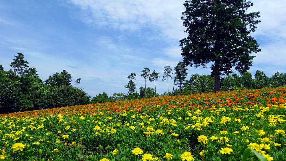A field of yellow flowers with a large tree in the background.