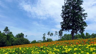 ケヤキの木とマリーゴールド (Tottori Hanakairo Flower Park in summer) 15 Jul, 2012