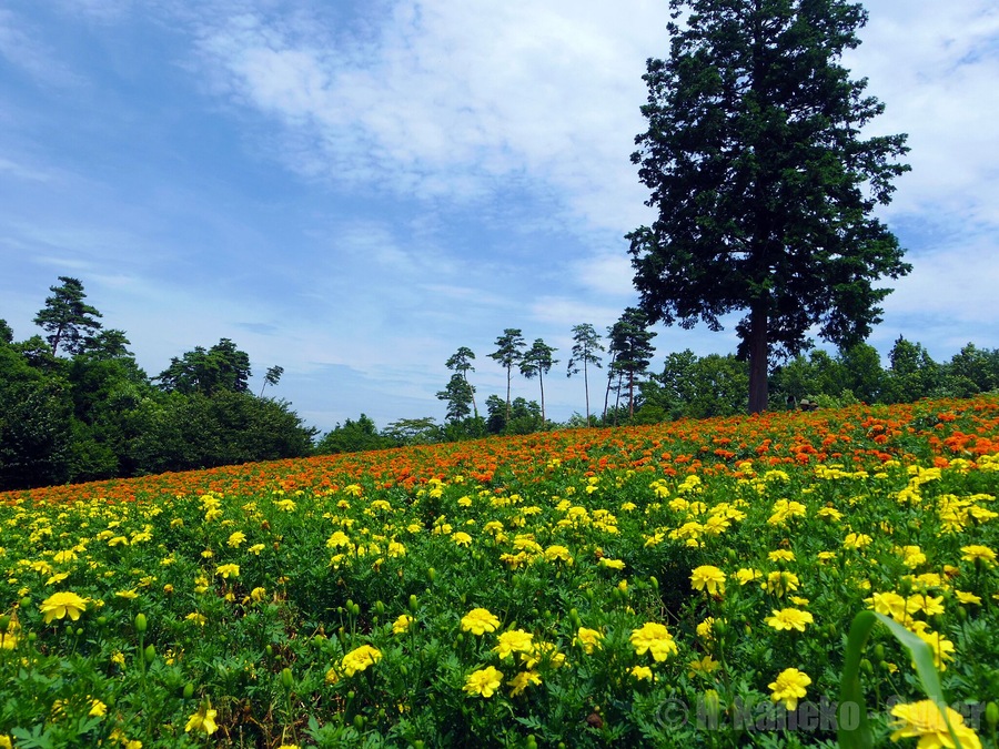 ケヤキの木とマリーゴールド (Tottori Hanakairo Flower Park in summer) 15 Jul, 2012