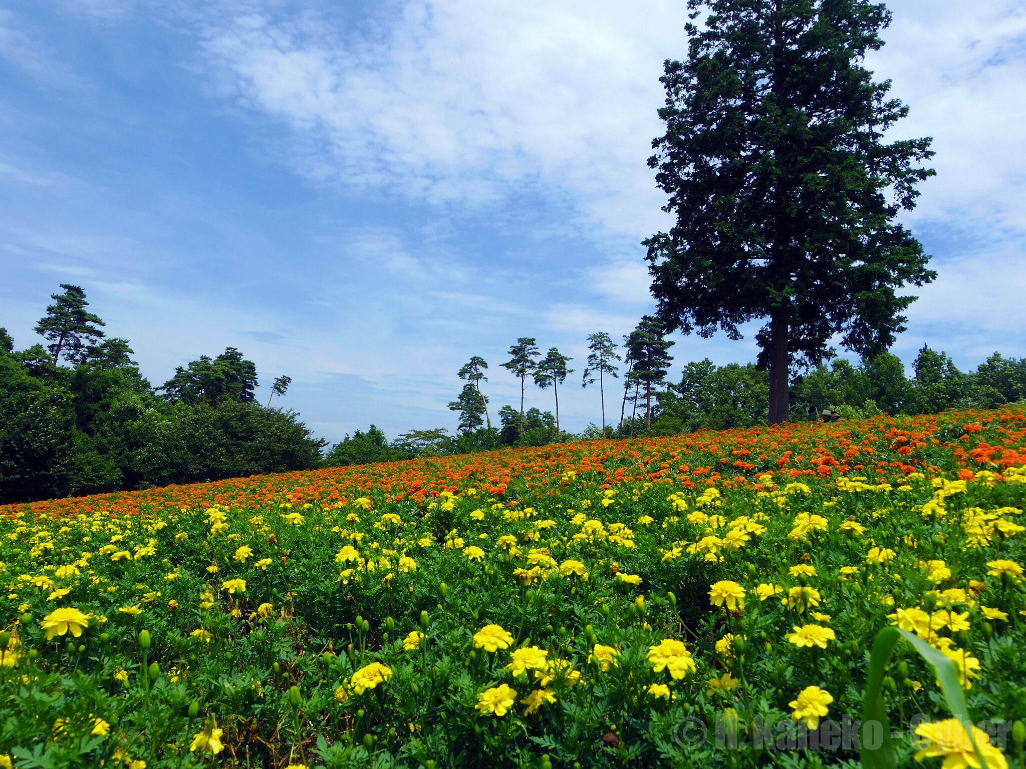 A field of yellow flowers with a large tree in the background.