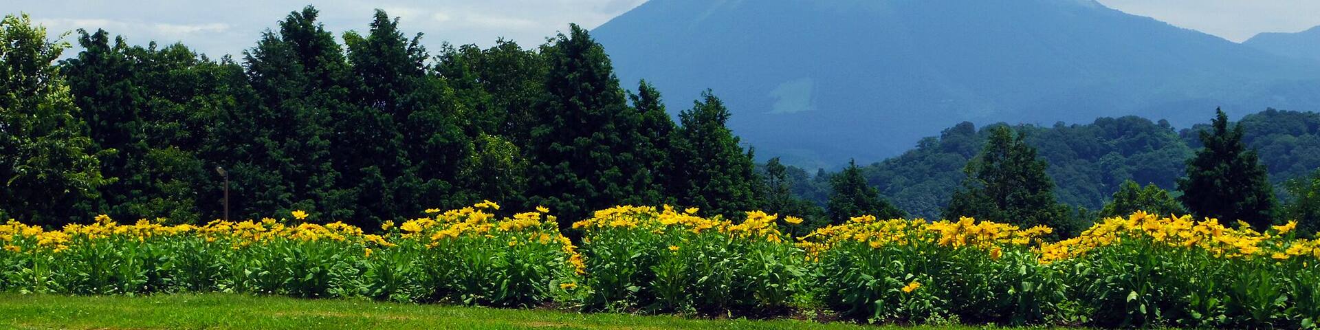 遥か臨む大山 (Tottori Hanakairo Flower Park in summer) 15 Jul, 2012