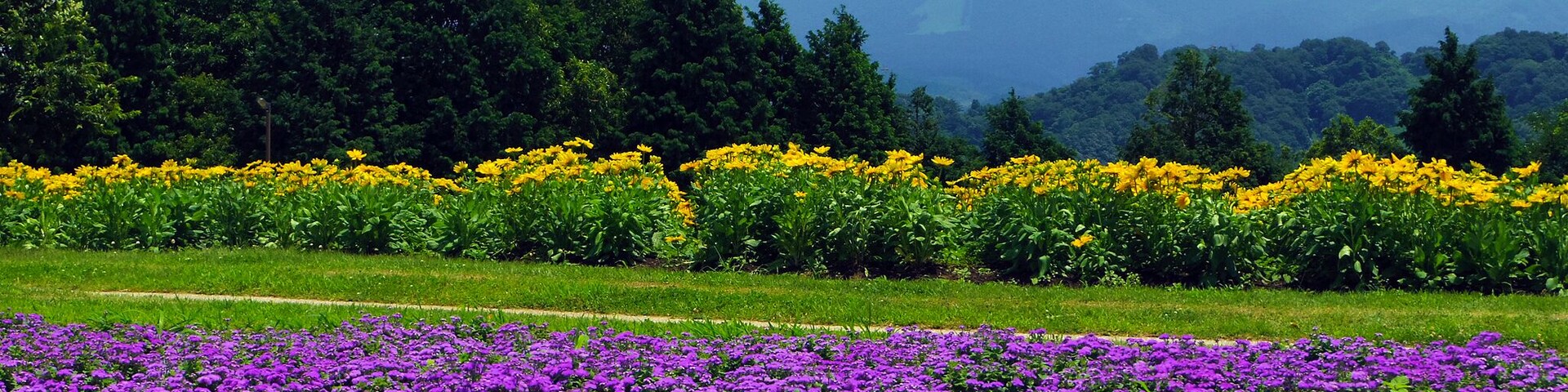 遥か臨む大山 (Tottori Hanakairo Flower Park in summer) 15 Jul, 2012