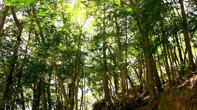 七保の八幡神社への上り階段