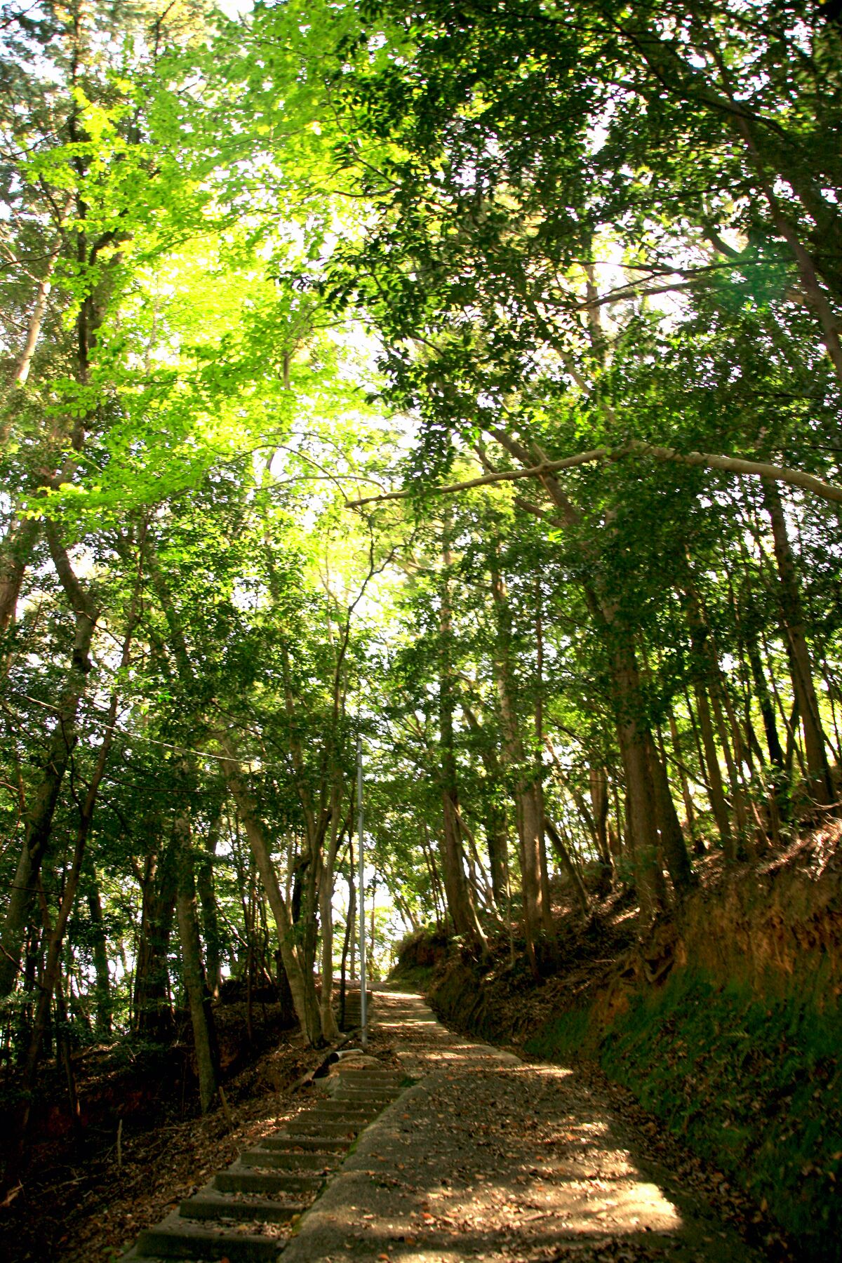 A forested path with tall trees and a stone staircase leading uphill.
