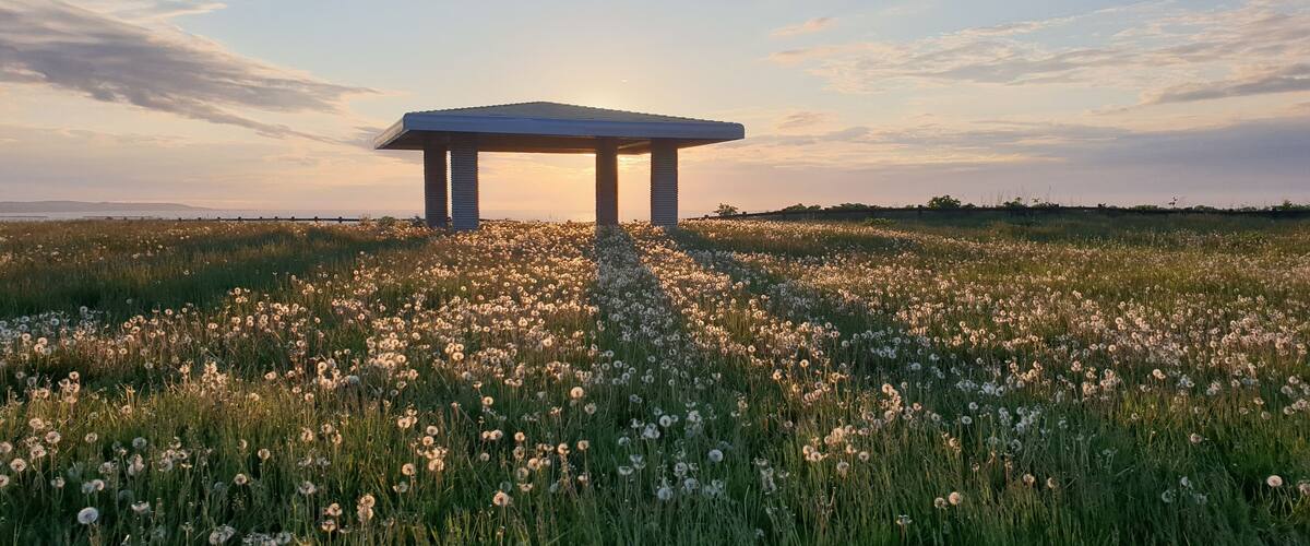 A pavilion in a field of dandelions at sunset.