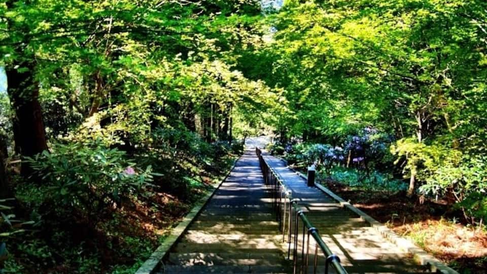 A stone pathway flanked by lush green trees, leading into a forested area.