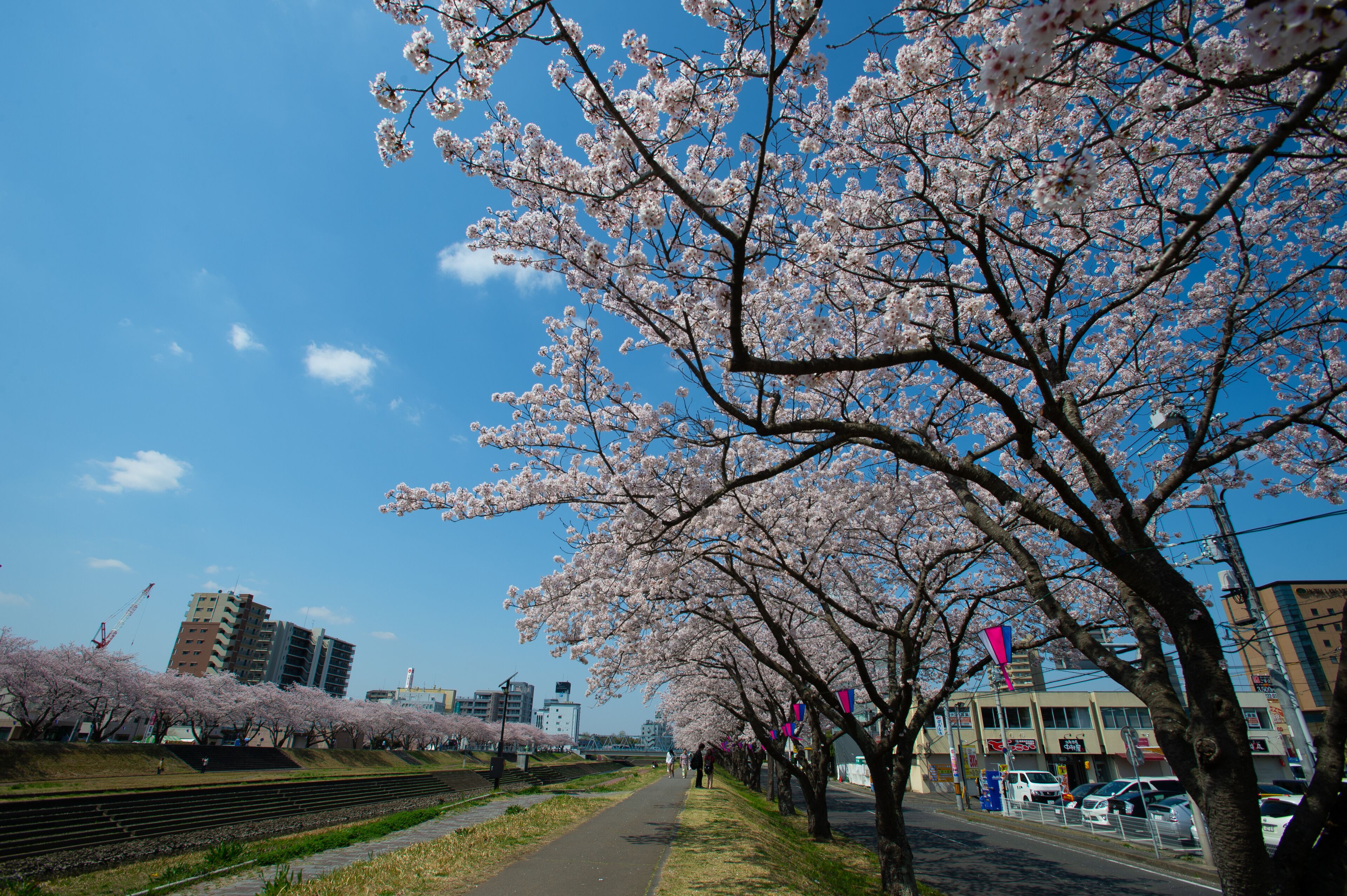 水戸市（茨城　日本）の桜川沿いに満開に咲き誇る桜