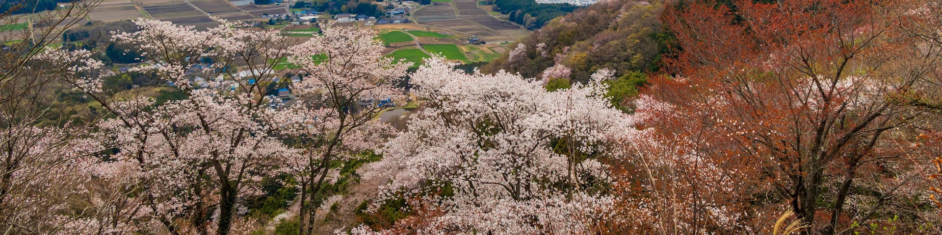 山桜と田園風景 茨城 桜川
