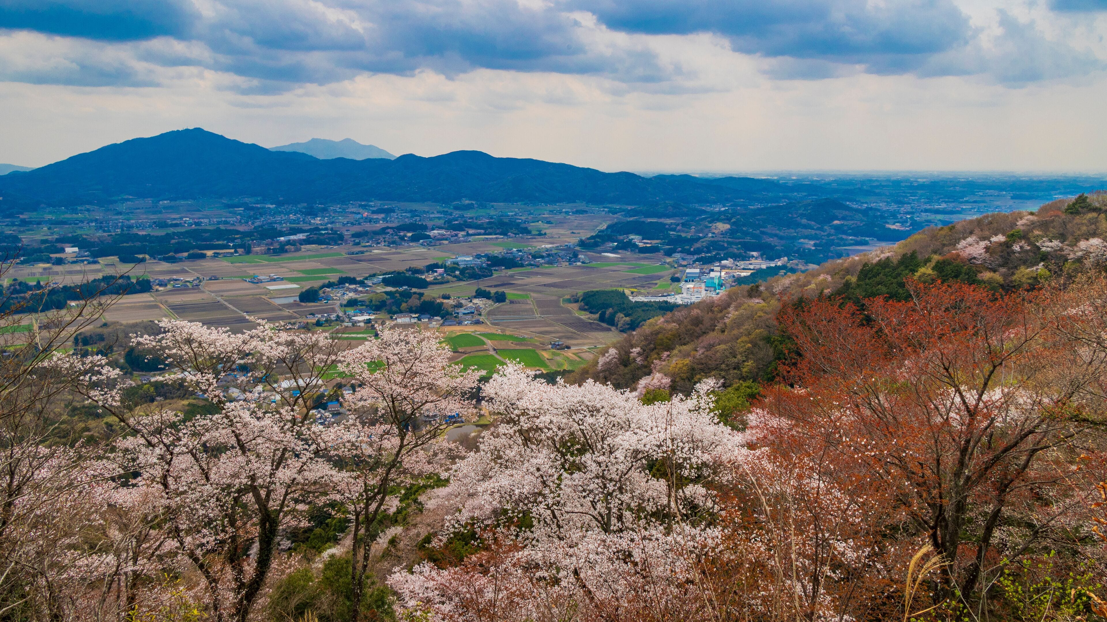 A valley with cherry blossoms, distant mountains, and a town.