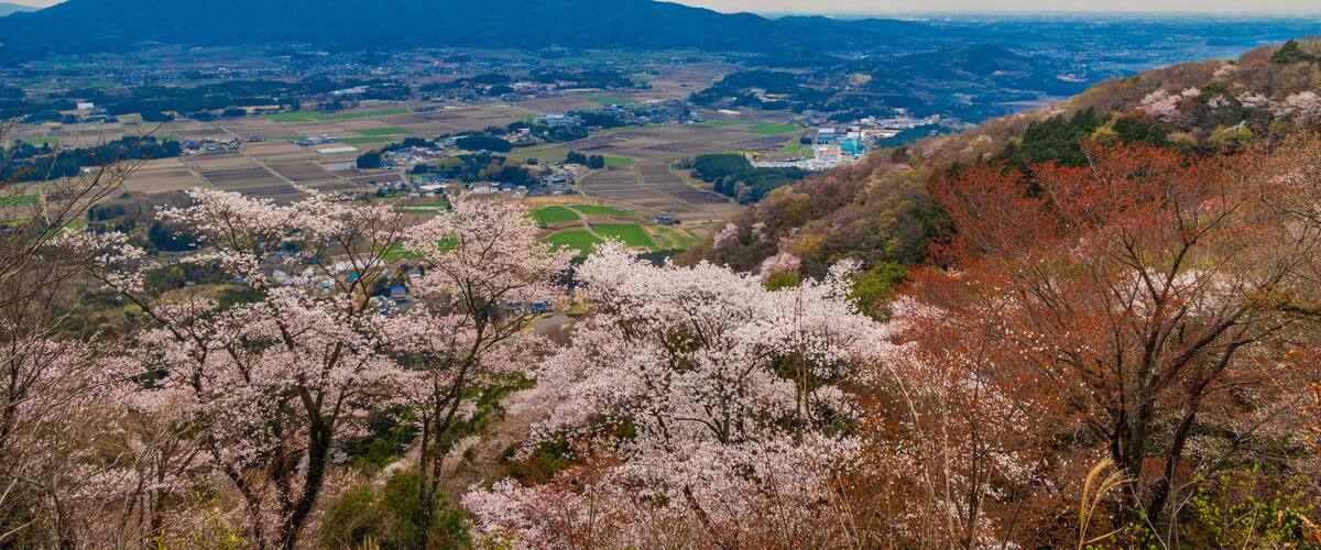 A valley with cherry blossoms, distant mountains, and a town.