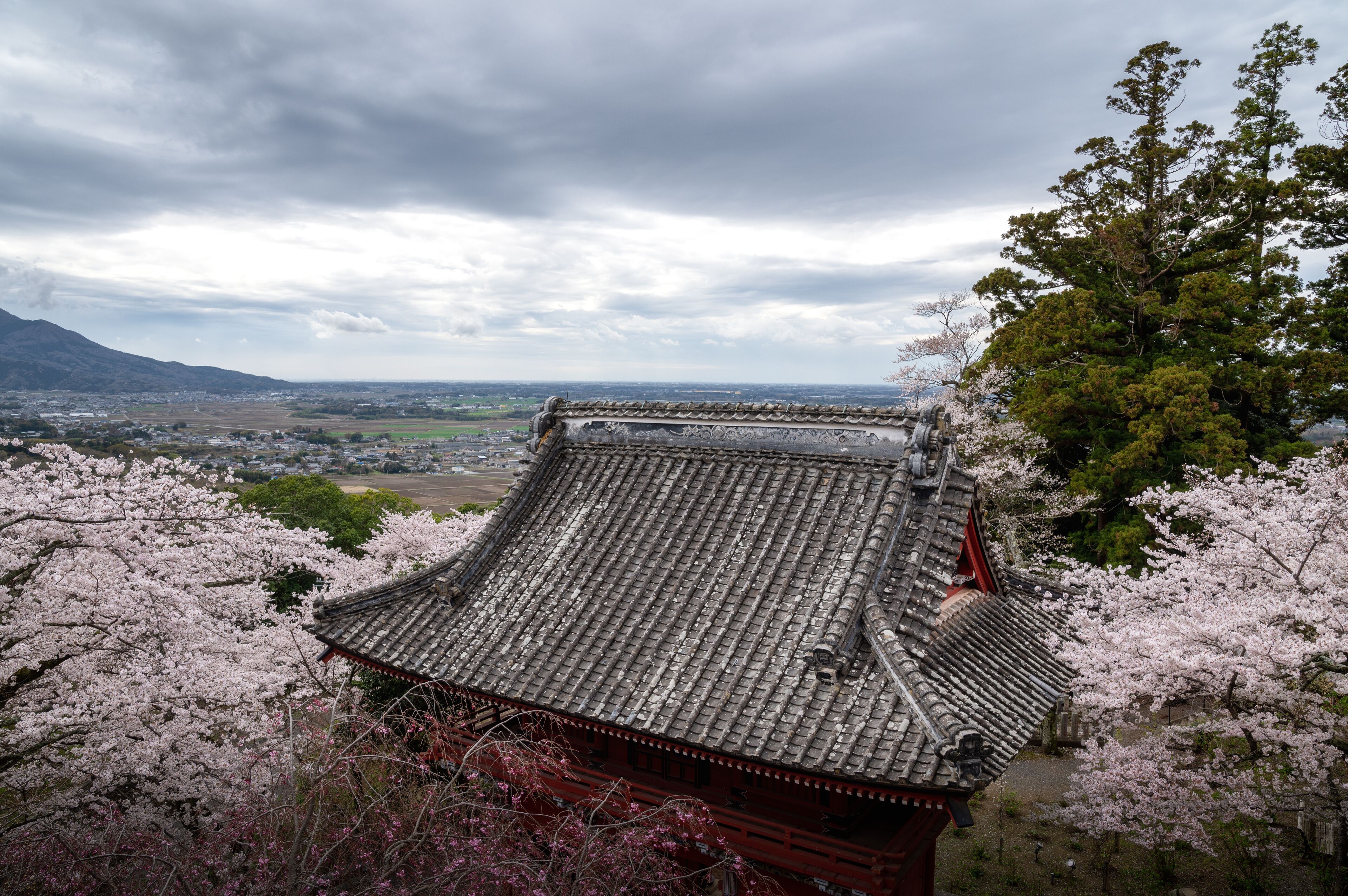 茨城県桜川 市　春の雨引観音の桜風景
