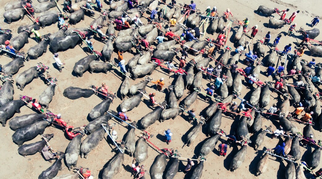 Aerial view lot of buffalos prepare for traditional culture, buffalo racing in Sumbawa, Indonesia