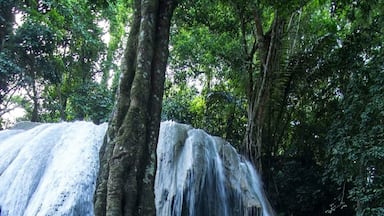 Une cascade d’eau se déversant sur des rochers, le tout étant entouré d’une végétation luxuriante.
