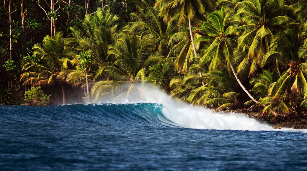 Wave crashing on reef with palm trees in the background. Mentawai Islands Indonesia