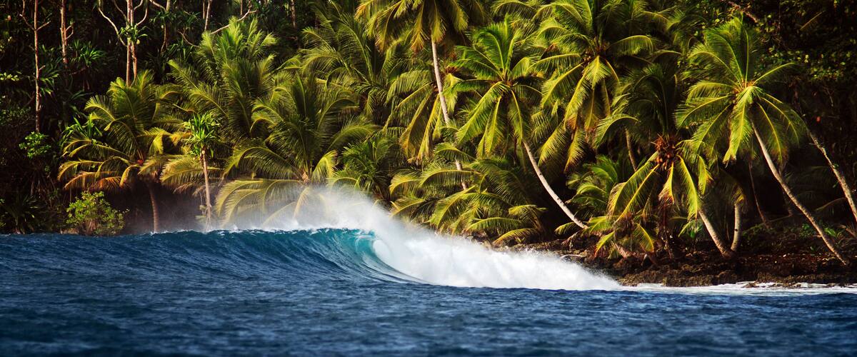 A large wave crashing against a shoreline with palm trees.
