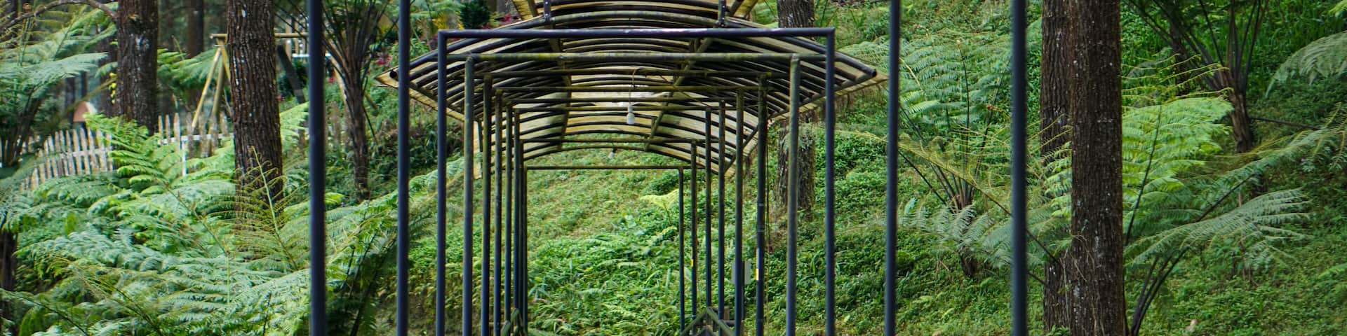 The beauty of Limpakuwus pine forest in Purwokerto City, Central Java, Indonesia. It was taken on August 2, 2023 by a professional. It's a wood with a nice view