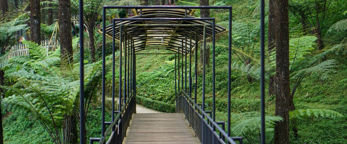 A wooden bridge with metal railings in a lush green forest.