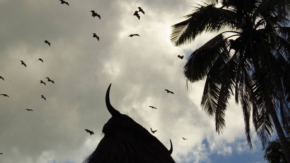 Dozens of flying foxes fly above a "uma-lulik", sacred house, on the road to Venilale, Timor Leste