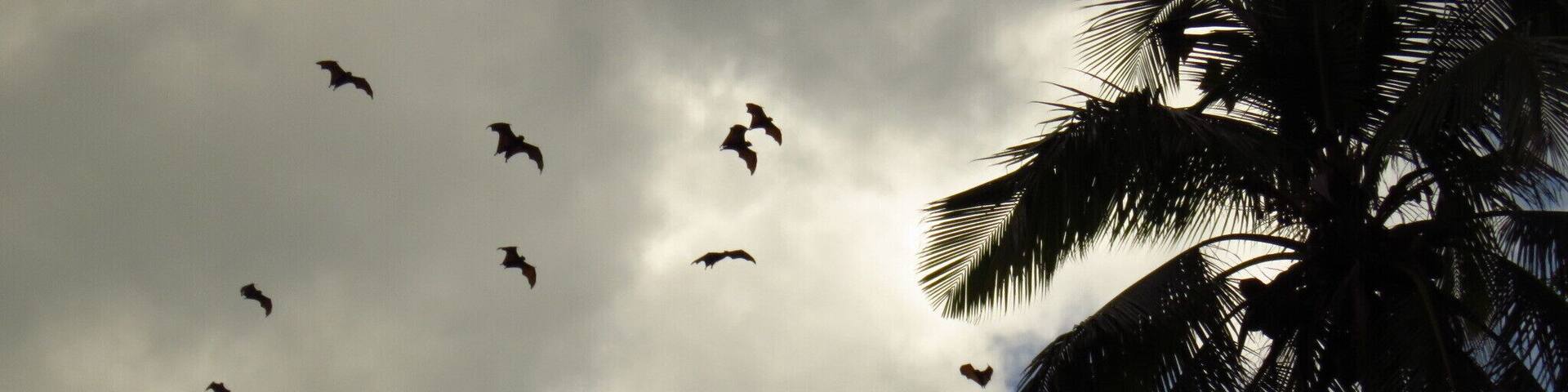 Dozens of flying foxes fly above a "uma-lulik", sacred house, on the road to Venilale, Timor Leste