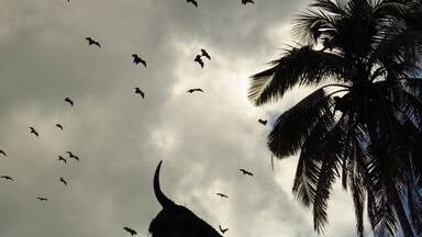 Dozens of flying foxes fly above a "uma-lulik", sacred house, on the road to Venilale, Timor Leste