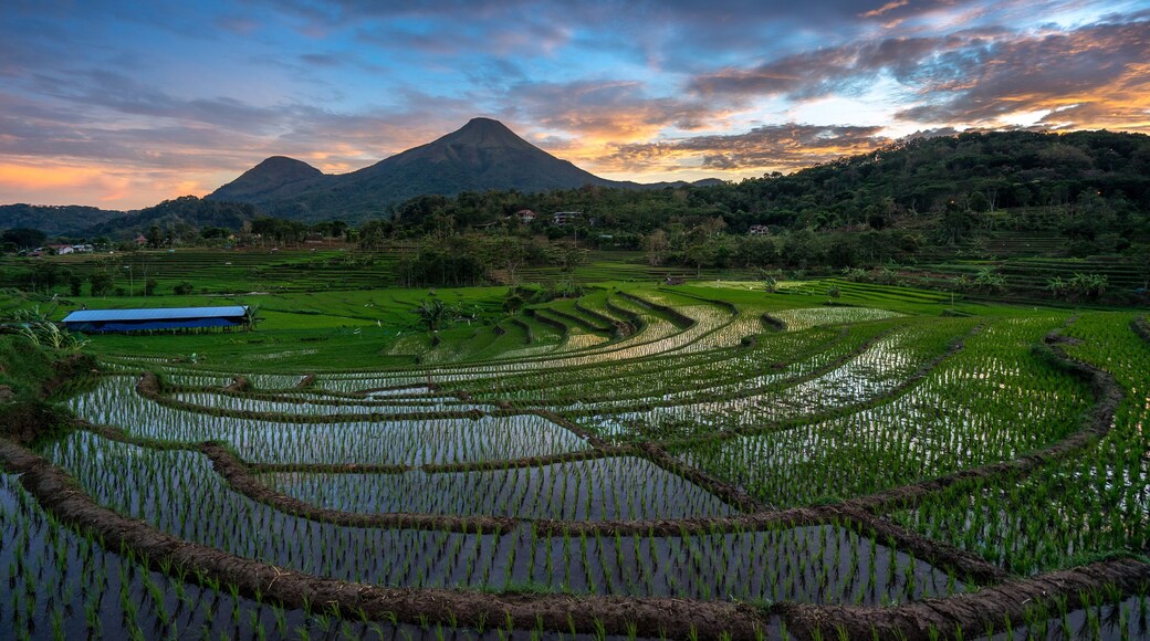 Scenery of rice terrace field with beautiful sunrise sky and high mountain in the background. Rural scene of Indonesia. Top photography destinations