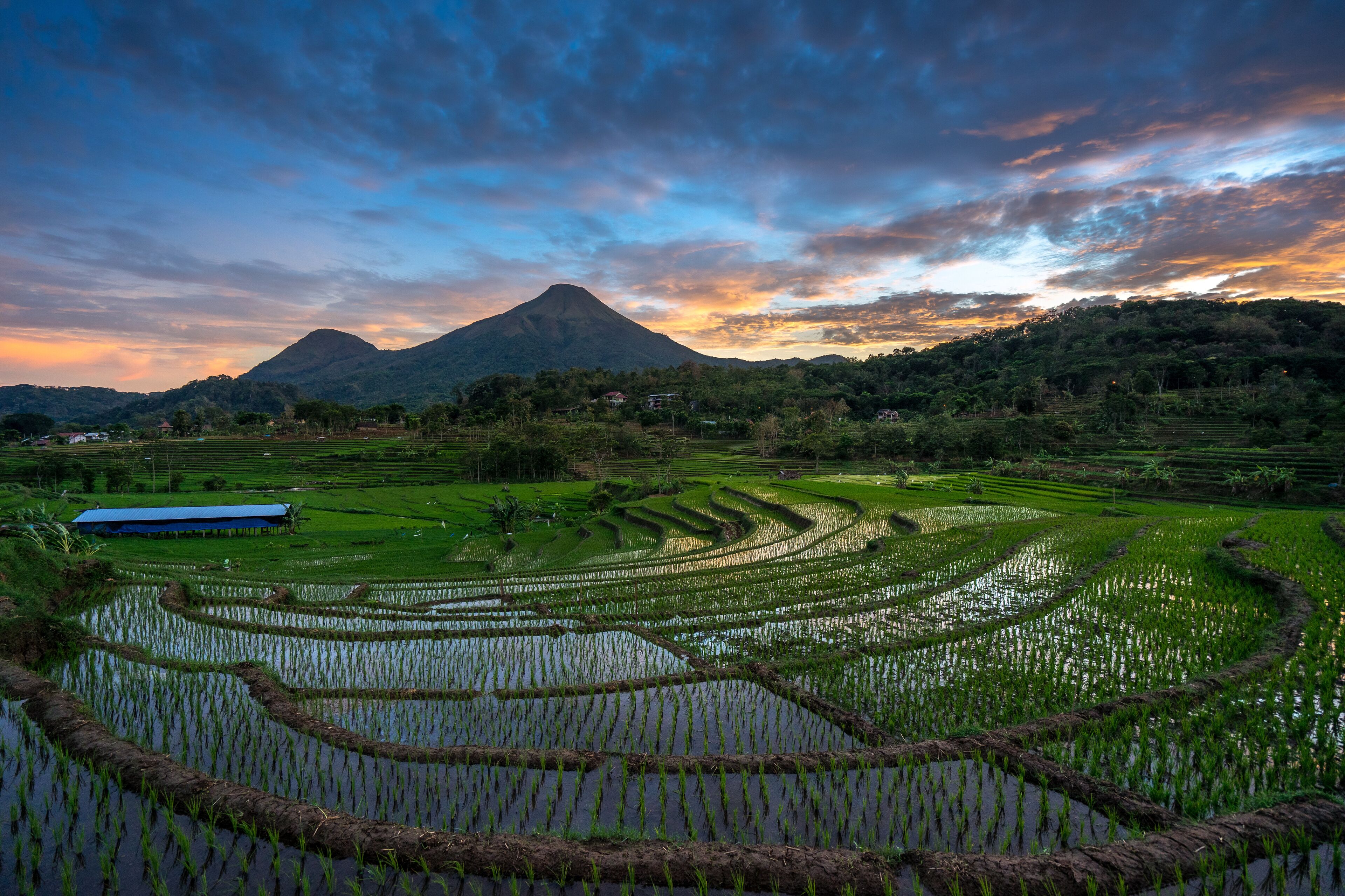 Terraced rice fields, a mountain, and a blue-roofed building.