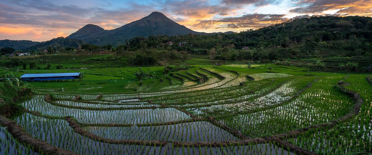 Terraced rice fields, a mountain, and a blue-roofed building.