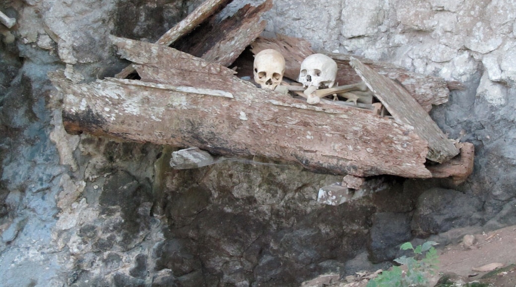 High in the mountains of Sulawesi there is a funereal culture called the Tana Toraja. This coffin with its owners' skulls is on the side of a cliff. Funerals are a huge event in the life of the Torajans. #Indonesia