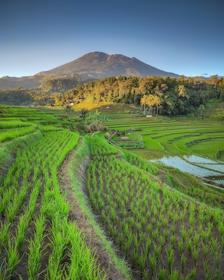 Rice terraces in Majalengka, West Java
