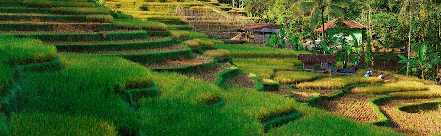 rice field