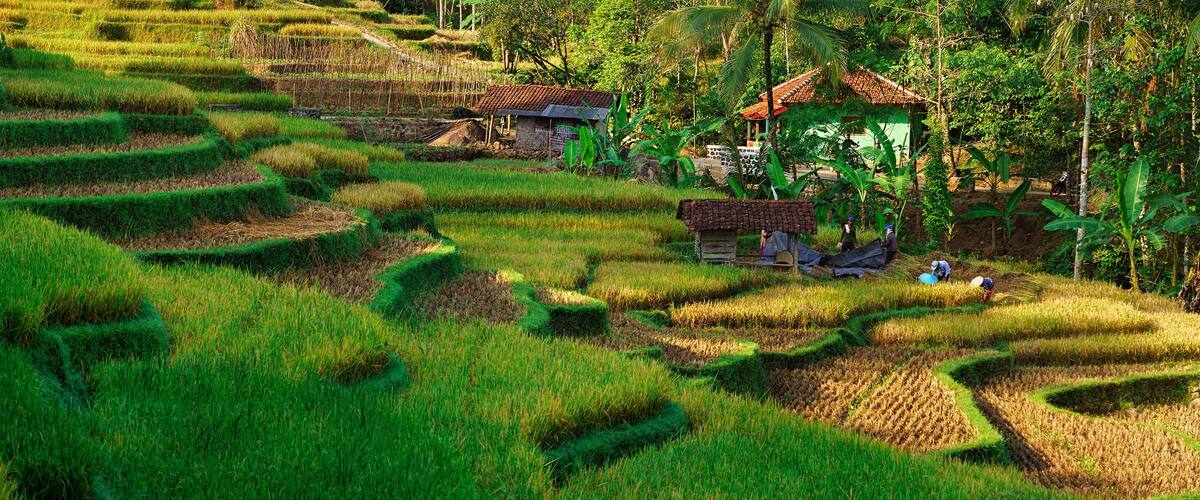 Terraced rice fields, a small traditional house, and lush greenery.