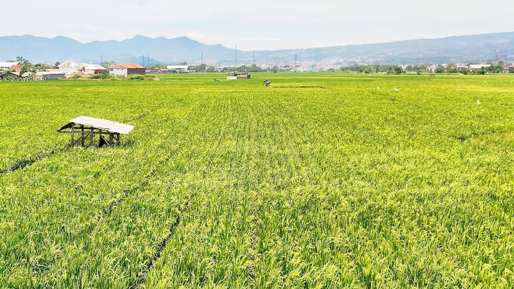 Banjaran's stunning rice fields and mountains in the distance