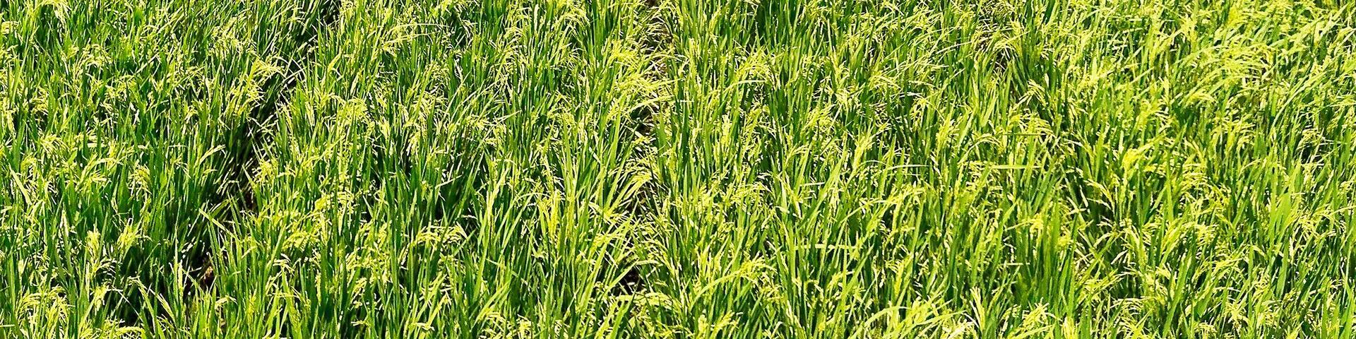 Banjaran's stunning rice fields and mountains in the distance