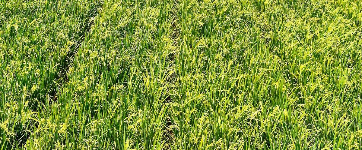 A vast green rice field with a small white structure in the foreground.
