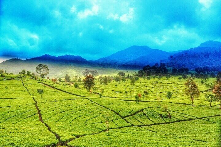 Beautiful view of the Malabar Tea Plantations. 