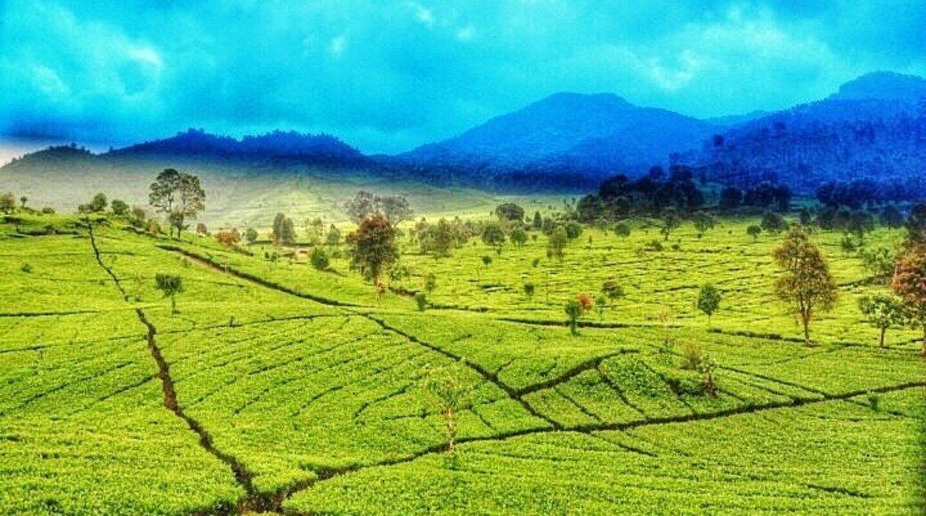 Beautiful view of the Malabar Tea Plantations.