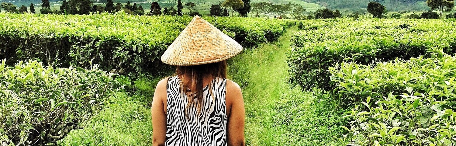 Exploring the endless Tea plantation 🍃☕️🍃