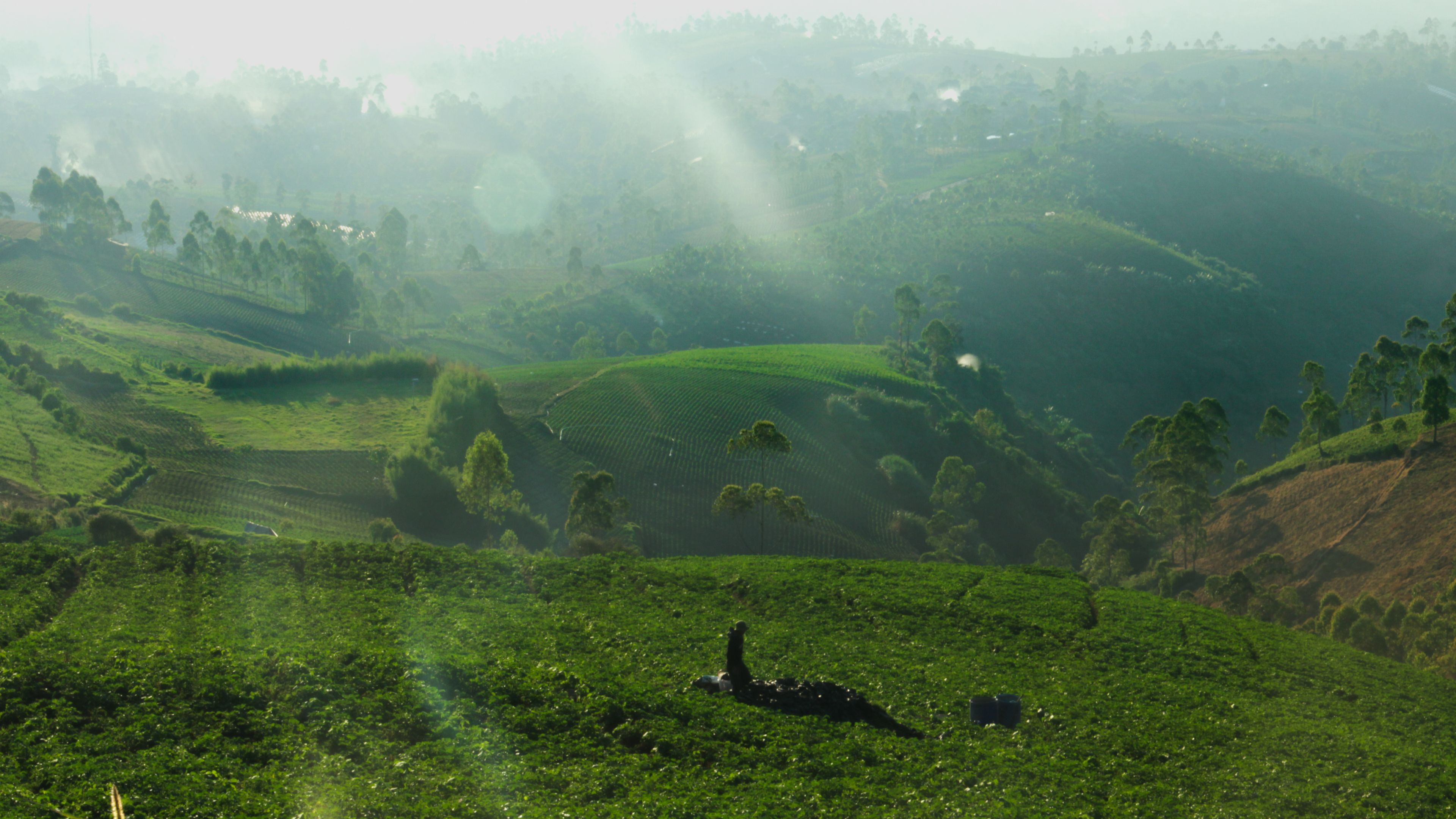 Un paisaje exuberante y verde con campos en terrazas y una persona acostada en el suelo.